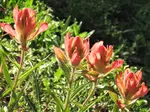 Indian Paintbrush 2