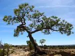 Tree in Cliff - El Morro Nat. Monument