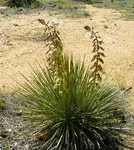 Yucca Bloom