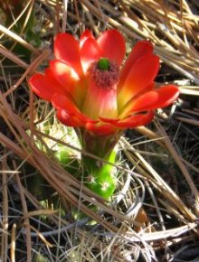 Claret Cup Cactus