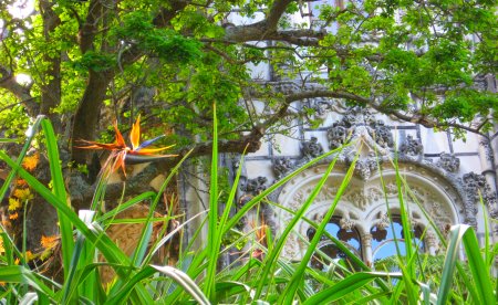 Bird-of-Paradise at the Quinta da Regaleira  palace in Sintra, Portugal