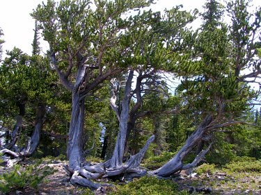 Bristlecone Pine Trees, Mount Evans, CO