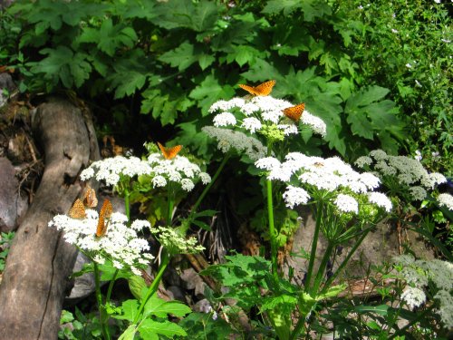 Butterflies on Cow Parsnips