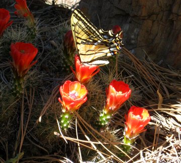 Butterfly on Claret Cup Cactus