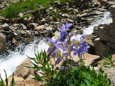Colorado Columbine by an alpine stream