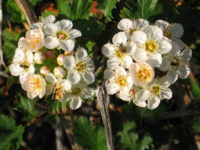 Self Affirmations for Your Soul   ‘In the practice of yoga every cell is consciously made to absorb a copious supply of fresh blood and life-giving energy, thus satiating the embodied soul.’ ~ B.K.S. Iyengar   I am I am ‘me’ It’s good to be ‘me’ All is well with ‘me’ All is me I am all I am   I love I love myself because I am. In and of myself, alone, I am I love myself I believe I am. I am Love   I connect with Universal Source I connect with God I connect with Love I am Love   My emotions are My emotions guide me I believe in emotions Emotions are my true self Emotions are my inner self My inner self is emotion I trust my inner self My inner self is Inner self is true self I hear my true self I listen to emotion I listen to inner self I heal my inner self   Energy is I am energy God is Energy God is Source I tap energy through being I tap God   I am I am aware I see I see because I am I see because I am present I see when I am I see when stillness surrounds me I see