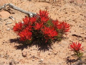 Utah Desert Indian Paintbrush