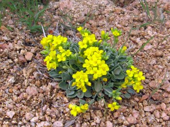 Double Bladderpod Wildflower