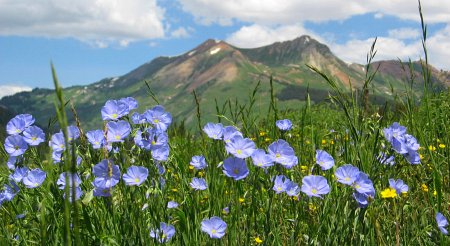 Flax Wildflower, Crested Butte, CO