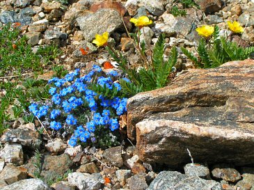 Alpine Forget-Me-Not
