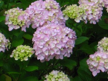 Pink Hydrangea in bloom.