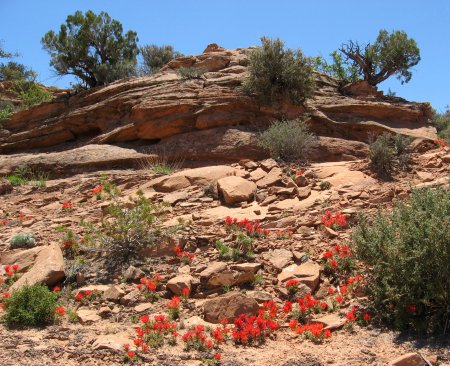 Indian Paintbrush in Utah desert near Moab
