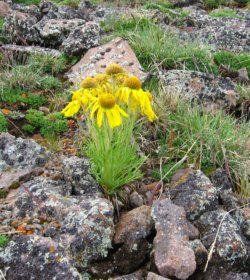Colorado Wildflower ~ "Old Man on the Mountain"