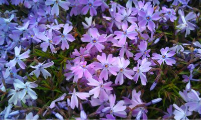 Phlox, in the Springtime