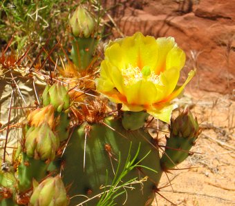 Prickly Pear Cactus Bloom