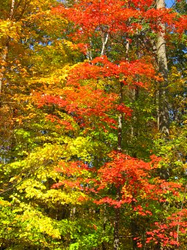 Red Maple leaves in the fall