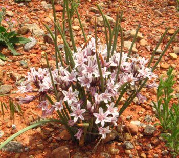 Utah desert wildflower