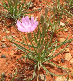 Utah desert wildflower