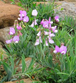 Wild Flower, Violet Sweet Pea, Colorado