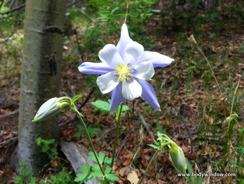 Colorado Columbine Colorado Columbine