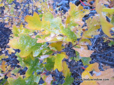 Dusting of Snow of Fall Leaves