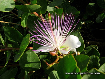 Caper's Bush or Flinder's Rose, Wildflower, Malta