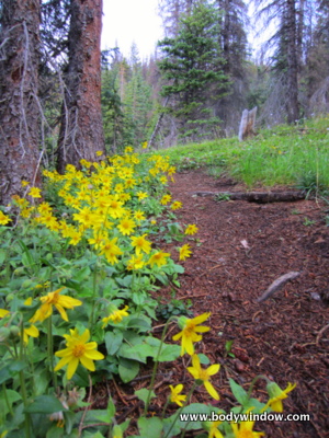 Mules Ears wildflowers on the Forest Path