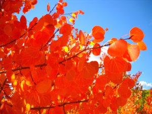 The rare orange Aspen leaves