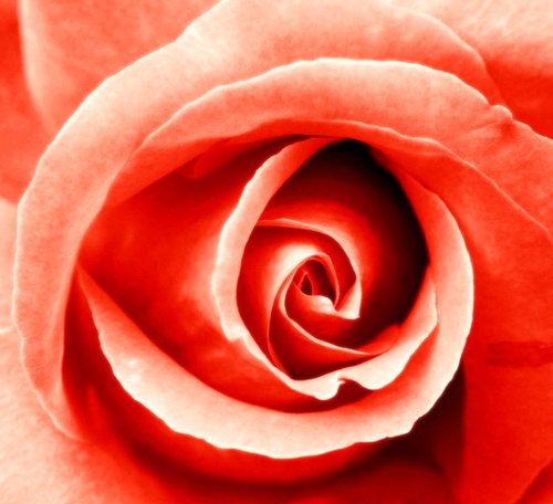 Orange, 2nd Chakra Rose