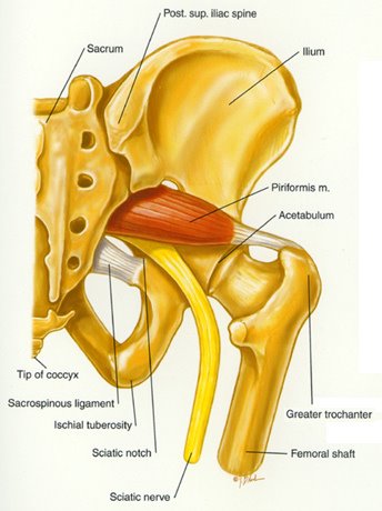 Piriformis Muscle Piriformis Muscle