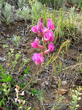 Purple Loco Weed Wildflower.