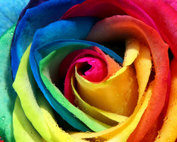 Rainbow-Colored Rose