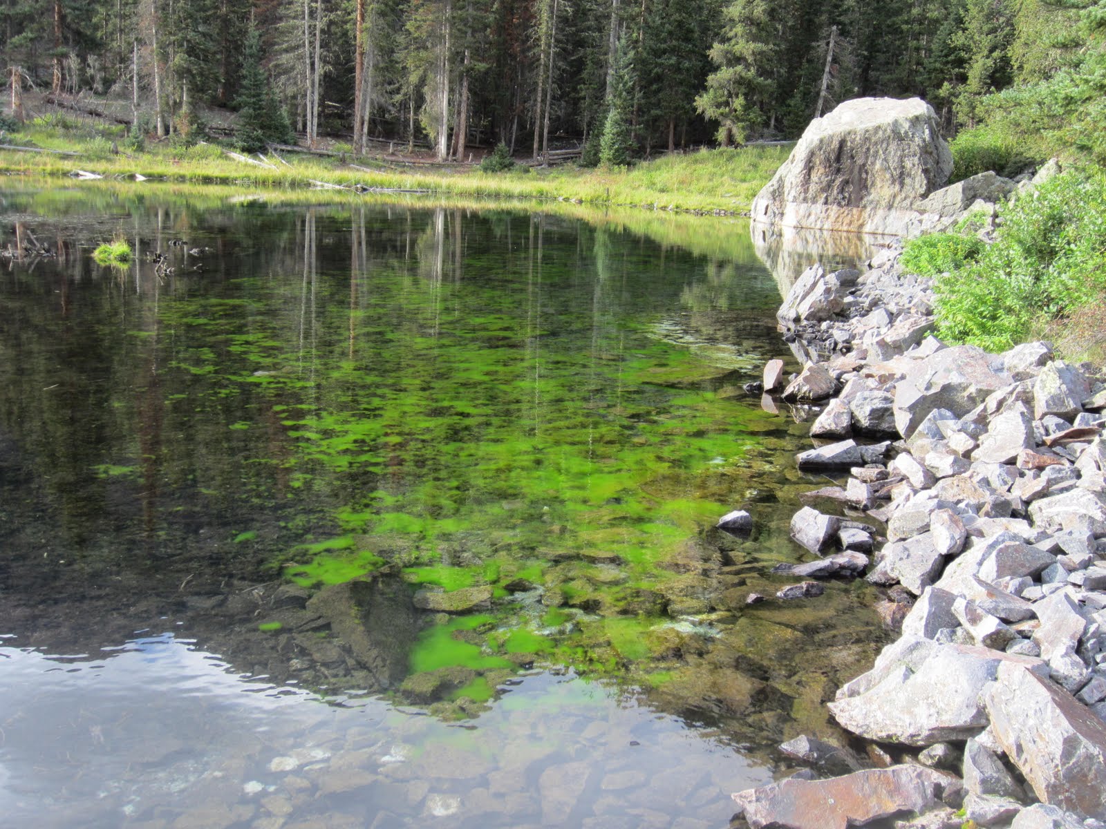 Reflections and Moss
