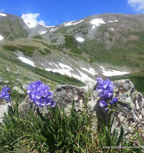 Sky Pilots Wildflower on Cottonwood Pass, Colorado