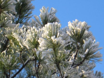 Snow on an evergreen branch