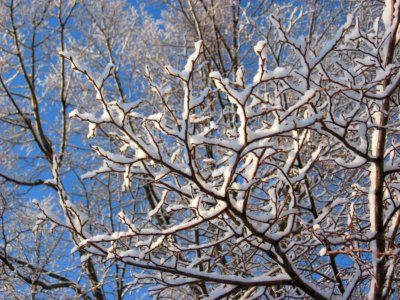 Snow on a tree branch